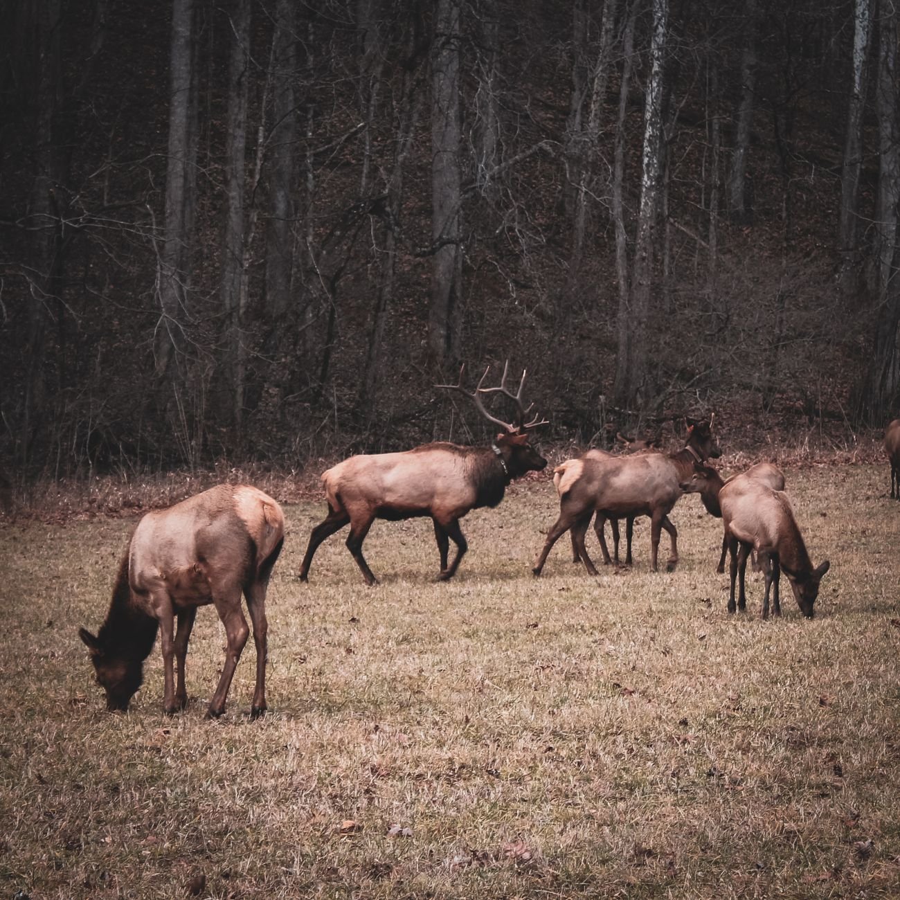 Wild elk in forest setting — elk call set for hunting